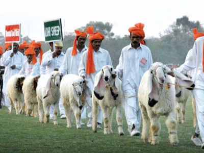 cattle call saddle up for horse and cattle show in march cattle call saddle up for horse and cattle show in march