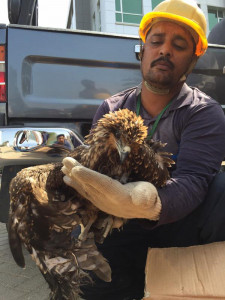 heartwarming k electric rescues bird trapped in high tension wires