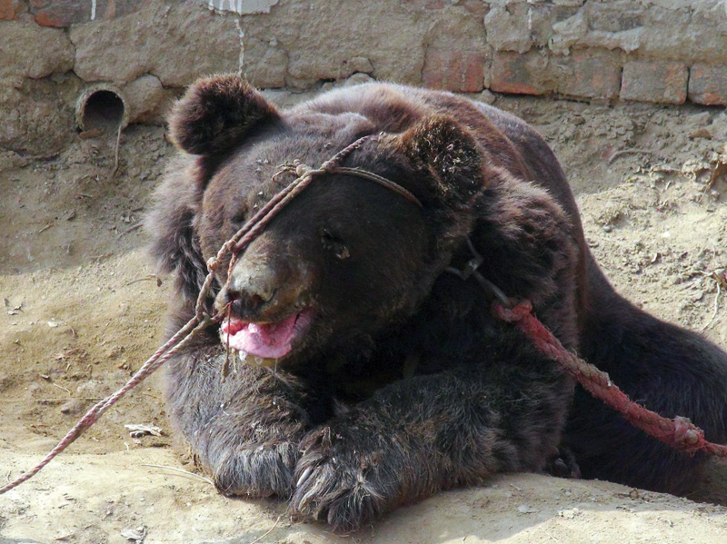 during the galas arranged in particular areas the bear is tied from the nose with its nails already cut it is made to fight at least three dogs photo express