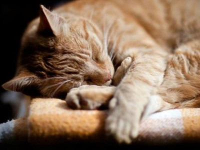 catnapped man seeks fir against friend for stealing cat