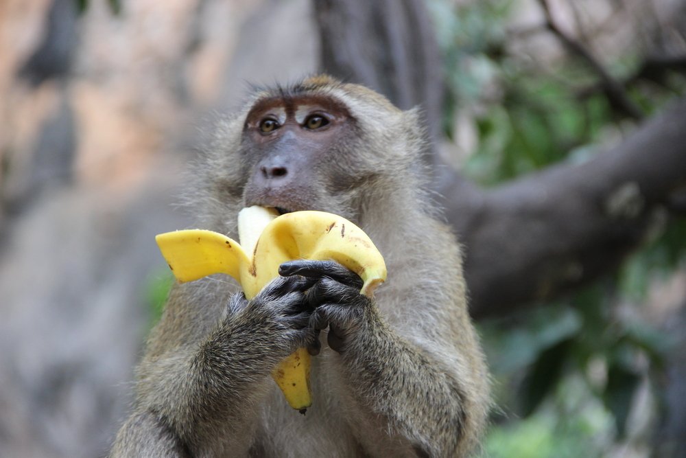 brajesh srivastava and his wife shabista have no children but they view their pet monkey chunmun as a son and have set up a trust to ensure the animal is looked after if it outlives them stock image