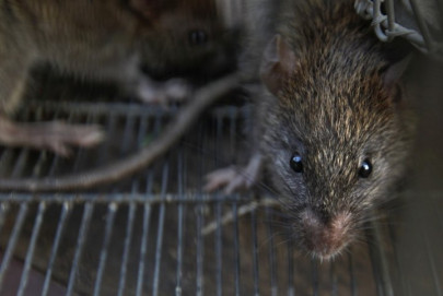 peshawar hires rat killer to tackle rodent problem