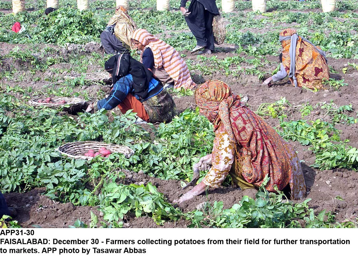 mansoor said that most farmers were living below the poverty line in sub human conditions despite working long hours in the fields photo app mansoor said that most farmers were living below the poverty line in sub human conditions despite working long hours in the fields photo app
