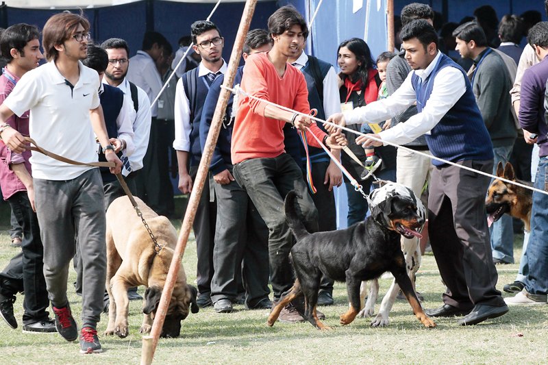 haider kamran and ali haider with their three dogs photo shafiq malik express