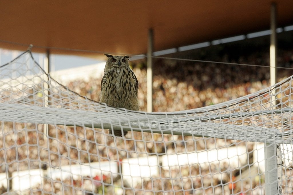 a june 6 2007 file photo shows a european eagle owl bubo bubo the world 039 s largest owl sits above the goal and interrupts the group a euro 2008 qualifying soccer match finland vs belgium at the olympic stadium in helsinki photo afp