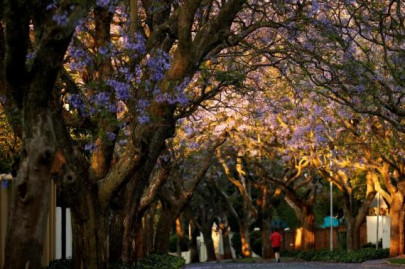 italians develop organic burial capsules that turn deceased into trees