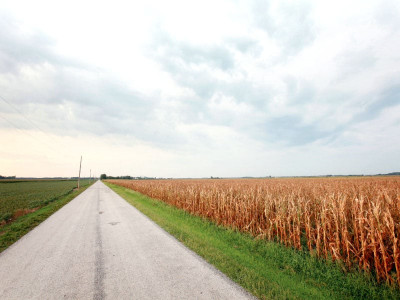 farmer woes expedite wheat export before new crop