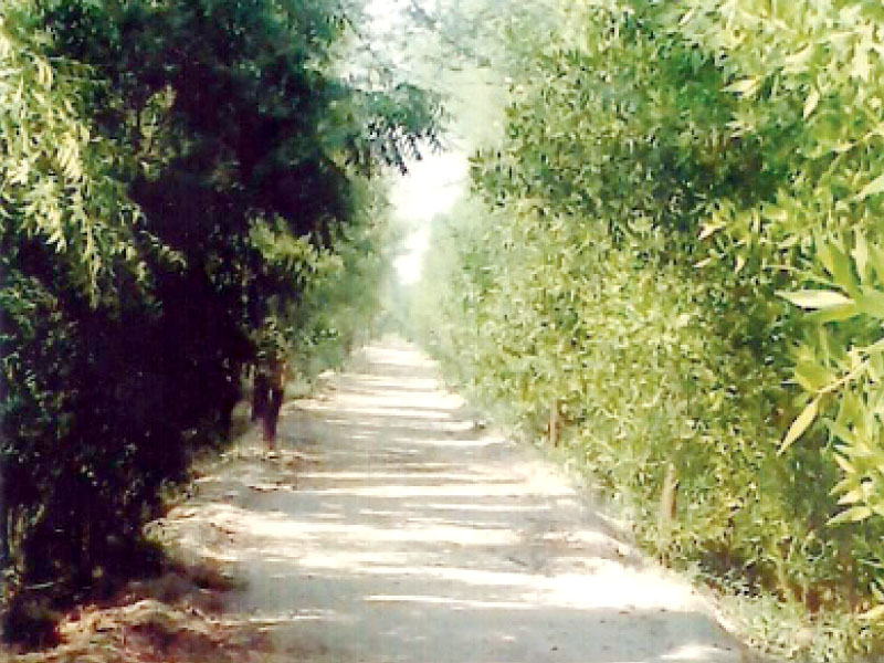 the booharki wildlife safari is the only wildlife safari in sindh unfortunately no funds have been released for its development since the last two years photo courtesy booharki safari park facebook page