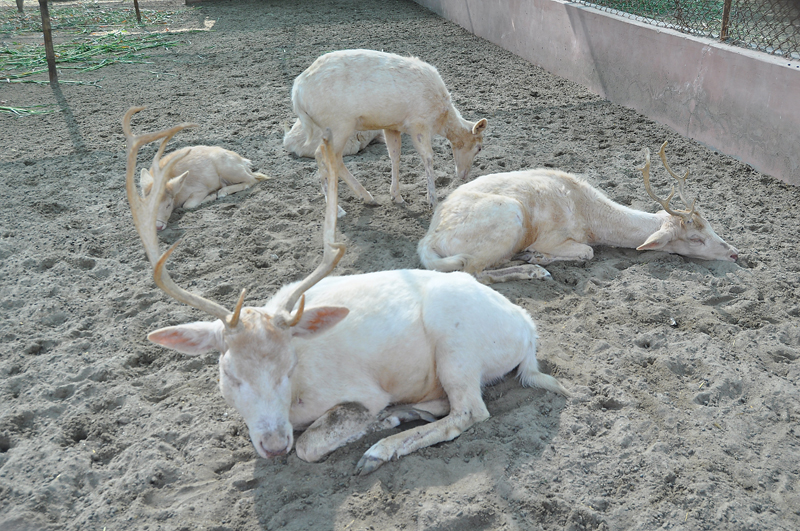 two young deer recently went missing from the hyderabad zoo the zoo in charge has been suspended photo express