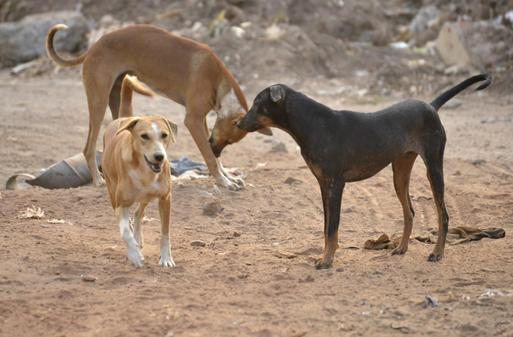 the two reportedly belonged to a group that has been carrying out such illegal activities for past three months photo courtesy book coverimgs