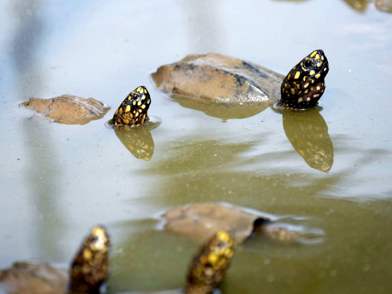 these black spotted turtles were recovered from smugglers in september 2014 photo file