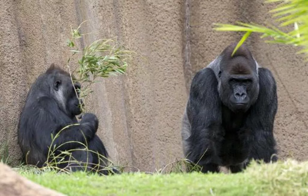 two gorillas are pictured in their enclosure at a zoo photo reuters two gorillas are pictured in their enclosure at a zoo photo reuters