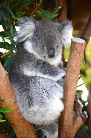 this file picture taken on may 27 2014 shows a koala sitting on a branch at a zoo in western sydney photo afp this file picture taken on may 27 2014 shows a koala sitting on a branch at a zoo in western sydney photo afp