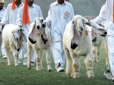 cultural extravaganza more funds released for organising horse and cattle show