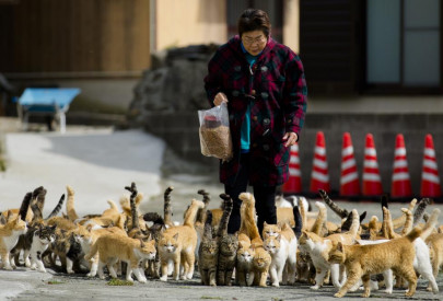 it s raining cats and tourists on a japanese island it s raining cats and tourists on a japanese island