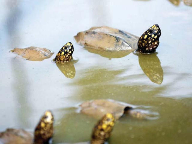 a consignment containing the meat of as many as 4 342 protected freshwater turtles was seized by the customs officials in the last week of february photo file a consignment containing the meat of as many as 4 342 protected freshwater turtles was seized by the customs officials in the last week of february photo file