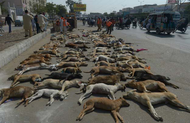 cbc shoots stray dogs and lines up their carcasses photo file