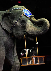ringling s greatest show on earth to continue sans iconic elephants act