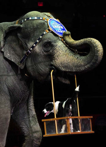 this march 26 2010 file photo shows ringling bros and barnum amp bailey circus elephant and dog as they perform in new york ringling bros amp barnum amp bailey circus will phase out the show 039 s elephants from its performances by 2018 feld entertainment the company that owns the circus said on march 5 2015 that it will phase out the 13 elephants from its traveling circus performances afp photo