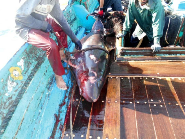 this specimen of the one of the smallest whales species pygmy sperm was found by fishermen around 120 nautical miles southwest of karachi photo courtesy wwf pakistan this specimen of the one of the smallest whales species pygmy sperm was found by fishermen around 120 nautical miles southwest of karachi photo courtesy wwf pakistan