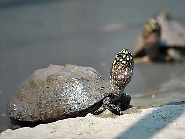 the poaching and trade of freshwater turtles is banned in sindh the endangered species are however smuggled regularly out of the country photo file