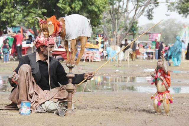 a street performer puts on a goat and monkey show at the race course spring festival photo ayesha mir express a street performer puts on a goat and monkey show at the race course spring festival photo ayesha mir express