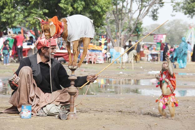 a street performer puts on a goat and monkey show at the race course spring festival photo ayesha mir express