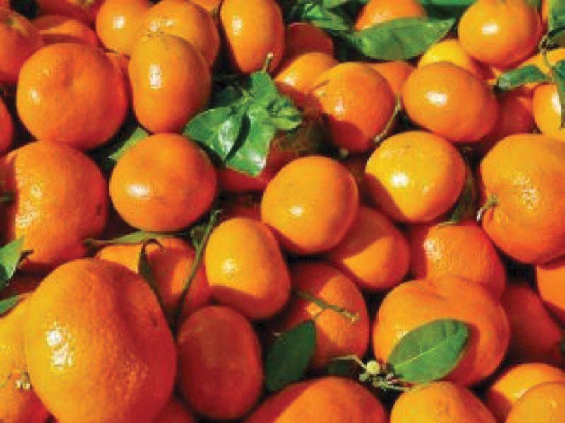 pakistan is likely to meet the export target of 0 3 million tons of oranges and earn 200 million during the season photo file