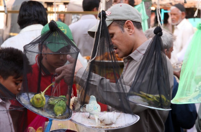 trade of endangered birds may land empress market traders in jail trade of endangered birds may land empress market traders in jail