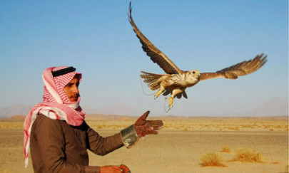 k p fines qatari royal for hunting with falcons without permit k p fines qatari royal for hunting with falcons without permit