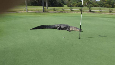 florida golfers undeterred by large alligator on putting green