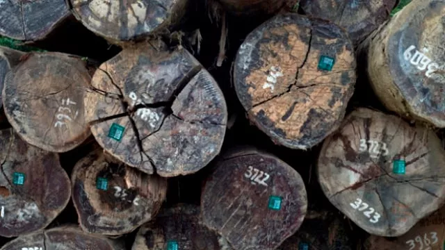 this widespread deforestation and cutting of trees is not only impacting glaciers which are receding faster than normal but also impacting biodiversity photo afp this widespread deforestation and cutting of trees is not only impacting glaciers which are receding faster than normal but also impacting biodiversity photo afp
