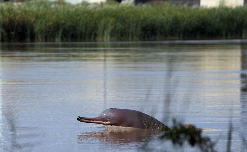 taunsa barrage was declared a wildlife sanctuary in 1974 under the punjab wildlife act introduced in the same year it is home to a variety of fish including the indus river dolphin photo afp