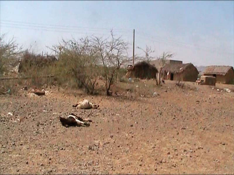 carcasses of goats lie near a village hit by drought photo express