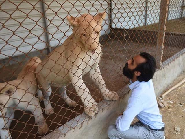 a private zoo owner looks at his white lions photo getty