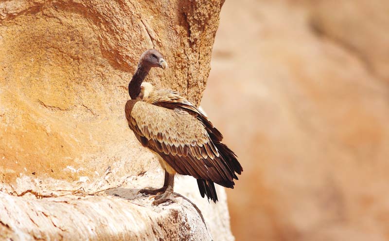 a long billed vulture photo credit zahoor salmi