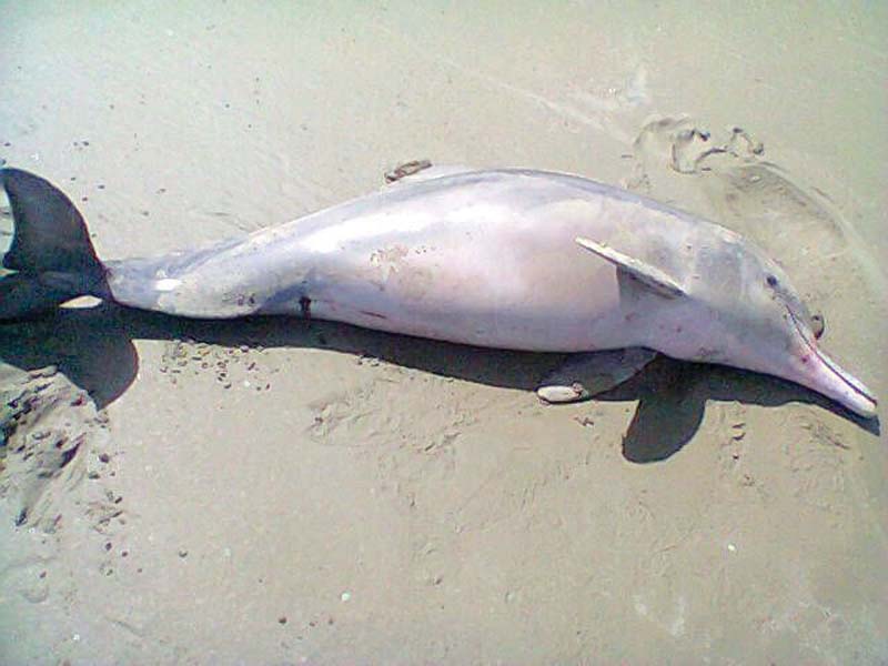 a 5 5 foot long indo pacific humpback dolphin was found by fishermen at the sonmiani beach in balochistan photo courtesy world wide fund for nature   pakistan