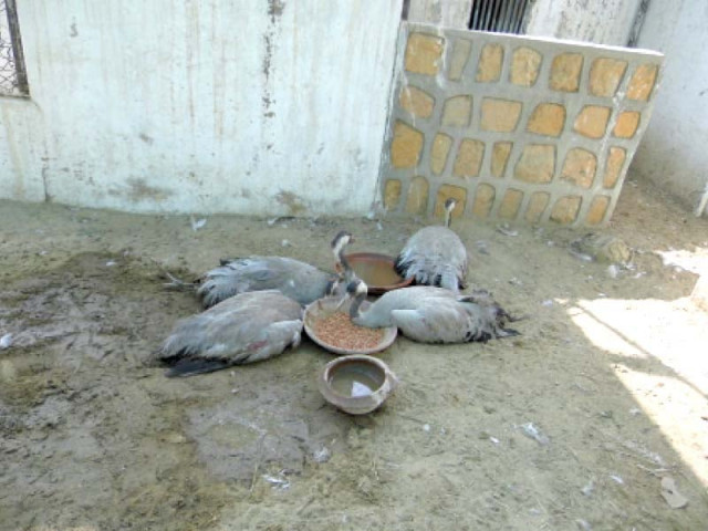 wildlife officials saved eight cranes from being smuggled last week four of these protected birds are very sick as all eight were crammed into small boxes while being transported photo courtesy mir akhtar talpur