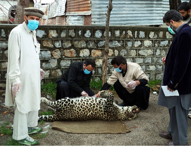 the leopard was a 10 year old male and belonged to a common species found in galiyat and tarnawai forest areas photo online