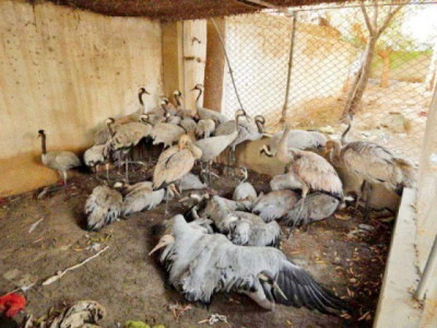 k p to ban crane hunting with firearms k p to ban crane hunting with firearms