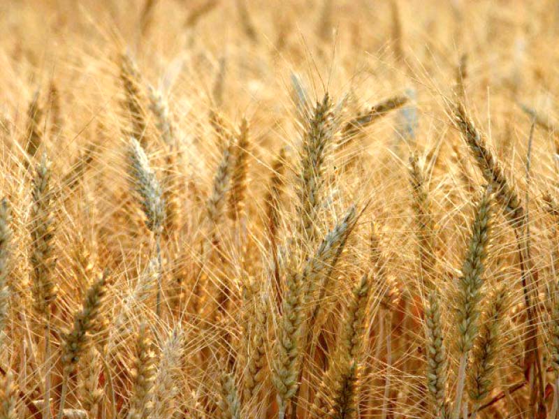 sindh authorities have sought a 50 regulatory duty on the import of wheat products aimed at discouraging purchases from overseas markets photo file