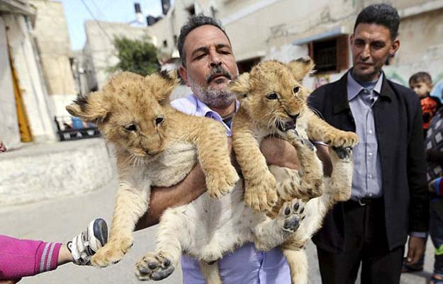 saad al jamal holds the lions in his arms as one of them struggles in an effort to get back on the ground photo reuters