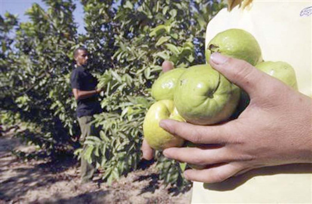 guava exports have been severely affected because of strict screening by the government to improve export standards photo reuters guava exports have been severely affected because of strict screening by the government to improve export standards photo reuters