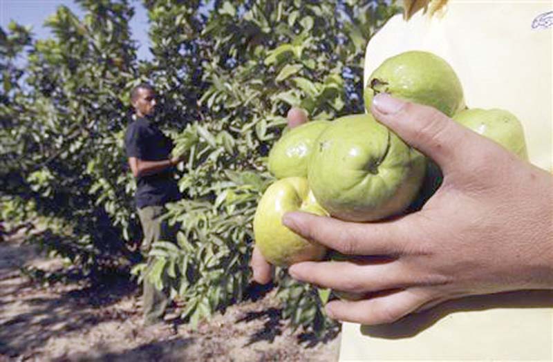 guava exports have been severely affected because of strict screening by the government to improve export standards photo reuters