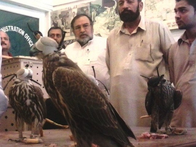 sindh high court has ordered the federal and provincial governments to take relevant steps to curb the smuggling of rare wildlife species photo ppi