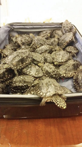 more than 200 turtles that were found at karachi airport last year and the meat of over 4 000 others found in thatta this year photo sindh wildlife department more than 200 turtles that were found at karachi airport last year and the meat of over 4 000 others found in thatta this year photo sindh wildlife department