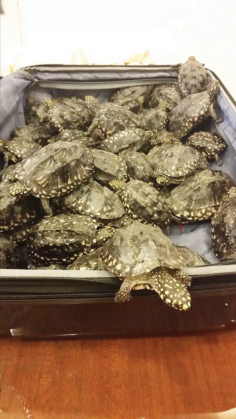 more than 200 turtles that were found at karachi airport last year and the meat of over 4 000 others found in thatta this year photo sindh wildlife department