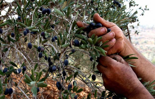 in the next five years 50 000 acres of land would be brought under olive cultivation in the country photo afp in the next five years 50 000 acres of land would be brought under olive cultivation in the country photo afp