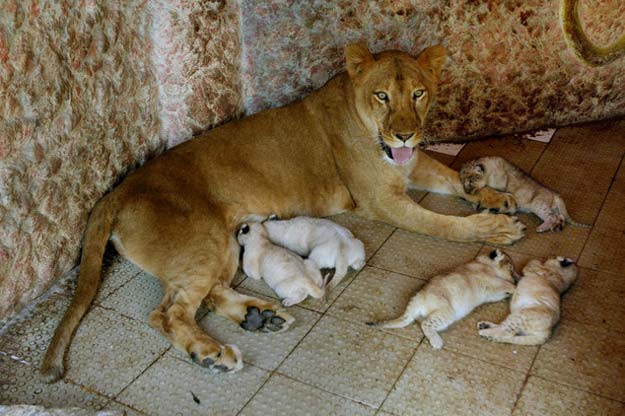 african lioness named rani or queen sits with her newly born five cubs at the house of her owner who has grown her as a pet thursday march 26 2015 in multan pakistan the african lioness has given birth to five healthy cubs lions normally have litters of two or three cubs photo ap