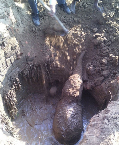 the desperate mother 039 s attempts were in vain when the baby elephant was pushed back in the well photo caters agency